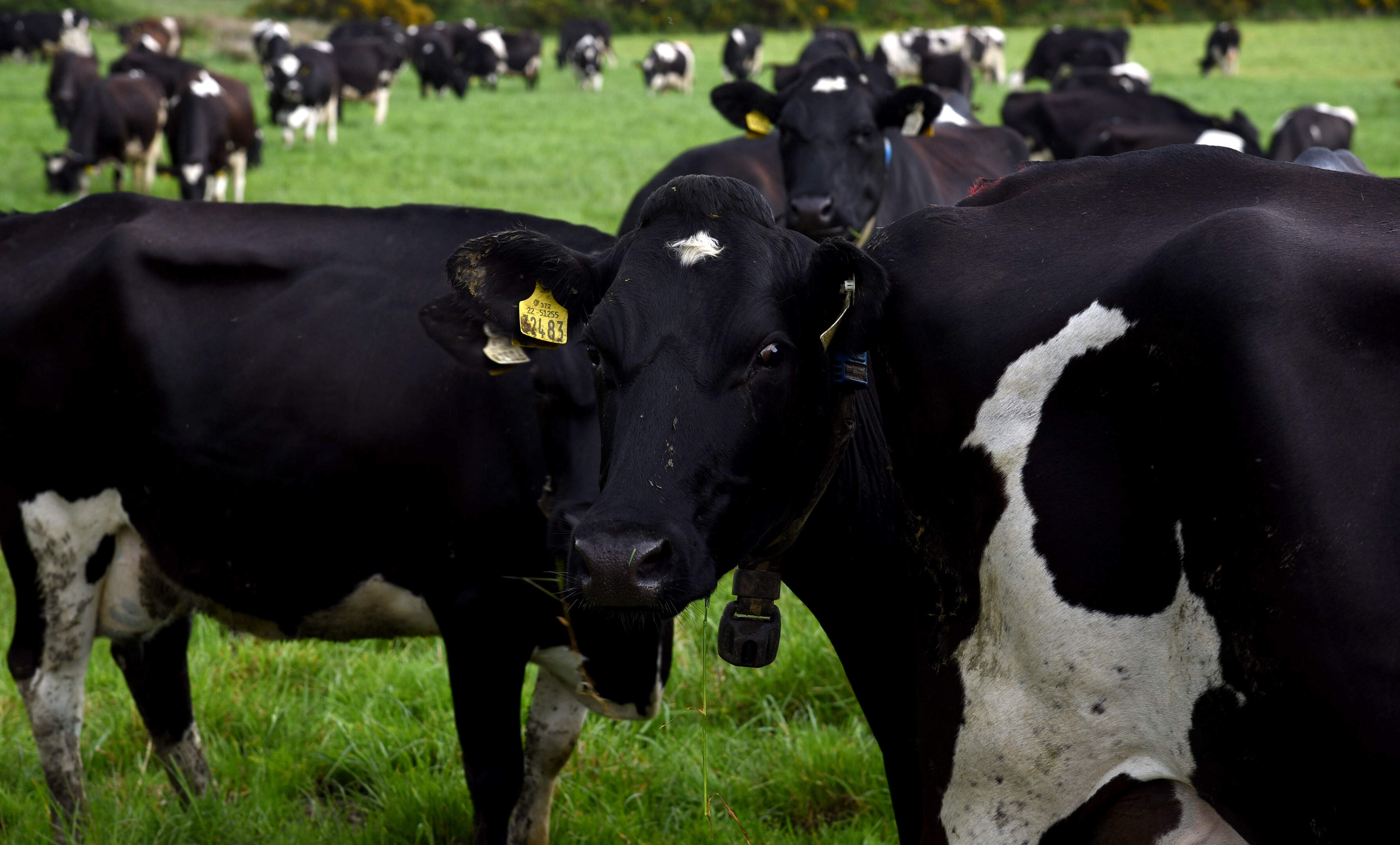 Empty heifers a hidden cost on dairy farms as replacement numbers fall by more than 100,000
